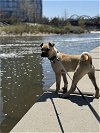 adoptable Dog in , CO named Methow / Queso