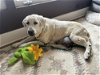adoptable Dog in , CO named Milton / Joy