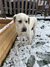 adoptable Dog in , CO named Mineral / Snowball