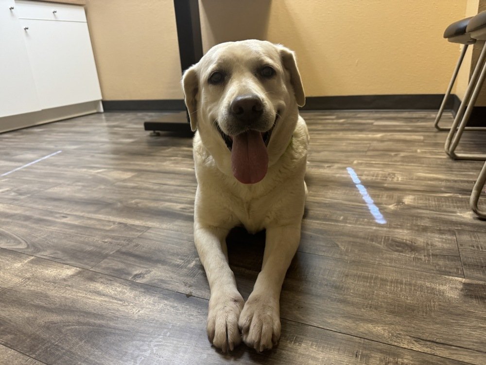 adoptable Dog in Broomfield, CO named Mineral / Snowball
