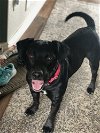 adoptable Dog in , CO named Monroe / Bolt