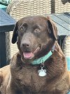 adoptable Dog in broomfield, CO named Granite Falls / Ruby