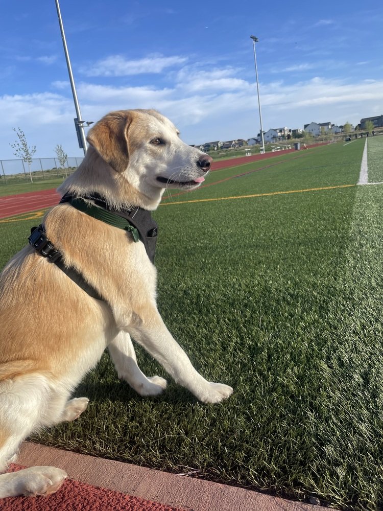 adoptable Dog in Broomfield, CO named Mossyrock / Asher