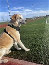 adoptable Dog in  named Mossyrock / Asher