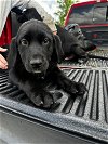 adoptable Dog in , CO named Mount Baker / Ruby