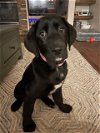 adoptable Dog in  named Mount Baker / Ruby