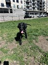 adoptable Dog in , CO named Mountlake Terrace / Roxy