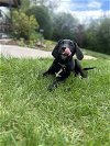 adoptable Dog in  named Mountlake Terrace / Roxy