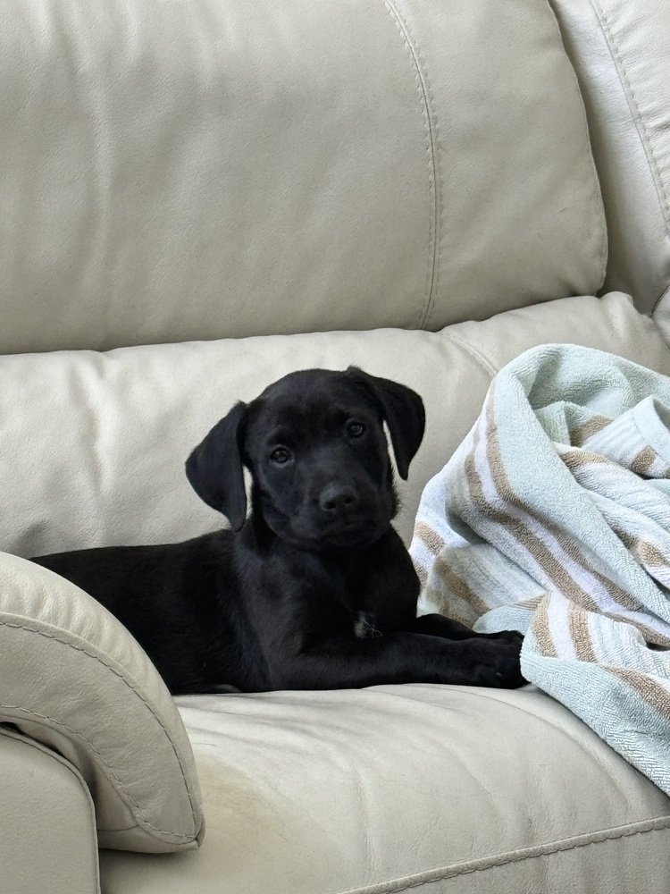 adoptable Dog in Broomfield, CO named Navy Yard City / Livie (Olivia)