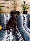 adoptable Dog in broomfield, CO named Newport / Raindrop