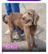 adoptable Dog in , CO named Nooksack / Salsa