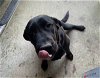 adoptable Dog in broomfield, CO named Northwoods / Brandi