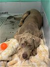 adoptable Dog in , CO named Oak Harbor / Thunder