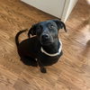 adoptable Dog in Broomfield, CO named Campo / Millie