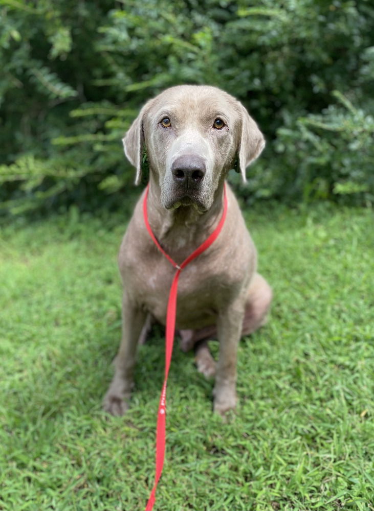 adoptable Dog in Broomfield, CO named Tumwater / Jake