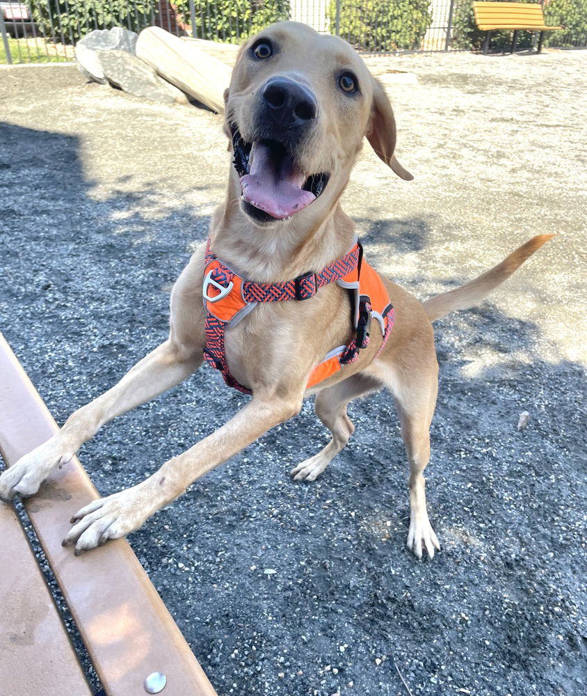 adoptable Dog in Broomfield, CO named Tulalip / Barbie / Tilly