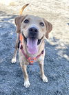 adoptable Dog in , CO named Tulalip / Barbie / Tilly