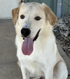 adoptable Dog in Broomfield, CO named Winlock / Diddley