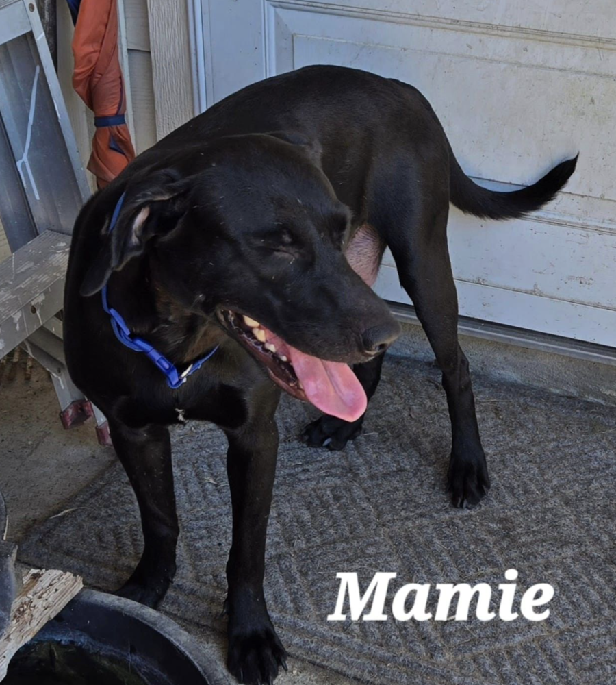 adoptable Dog in Broomfield, CO named Waitsburg / Mamie