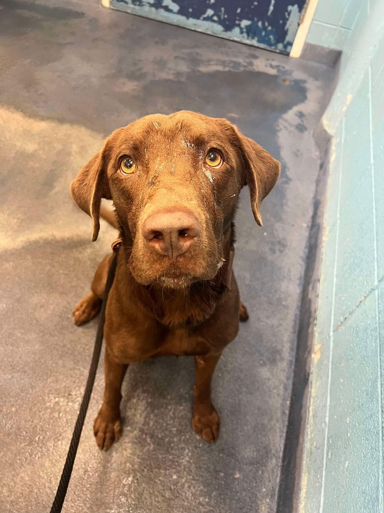 adoptable Dog in Broomfield, CO named Zillah / Gumbo