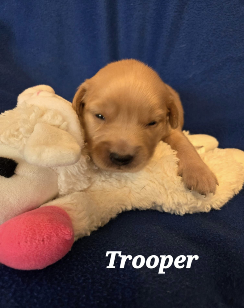 adoptable Dog in Broomfield, CO named Van Horn / Trooper