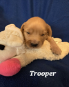 adoptable Dog in  named Van Horn / Trooper