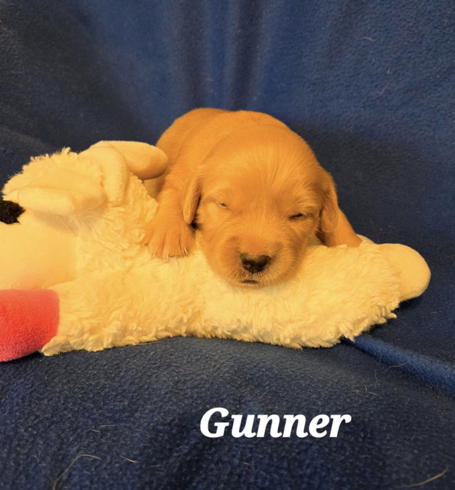 adoptable Dog in Broomfield, CO named Vancouver / Gunner