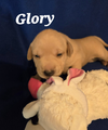 adoptable Dog in , CO named Vashon Island / Glory