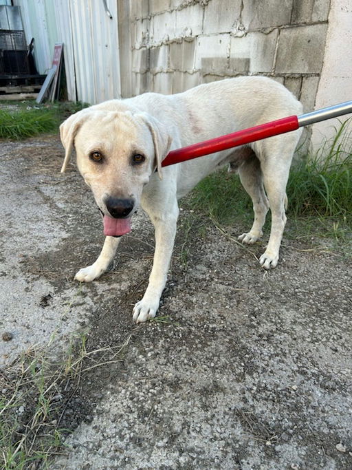 adoptable Dog in Broomfield, CO named Adrian / Albert