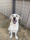 adoptable Dog in , CO named Culver / Hocus