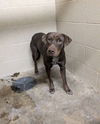 adoptable Dog in , CO named Curry County / Buster Brown