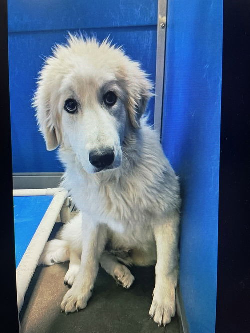 picture of the dog needing adoption