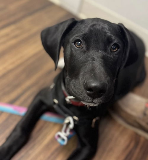 picture of the dog needing adoption