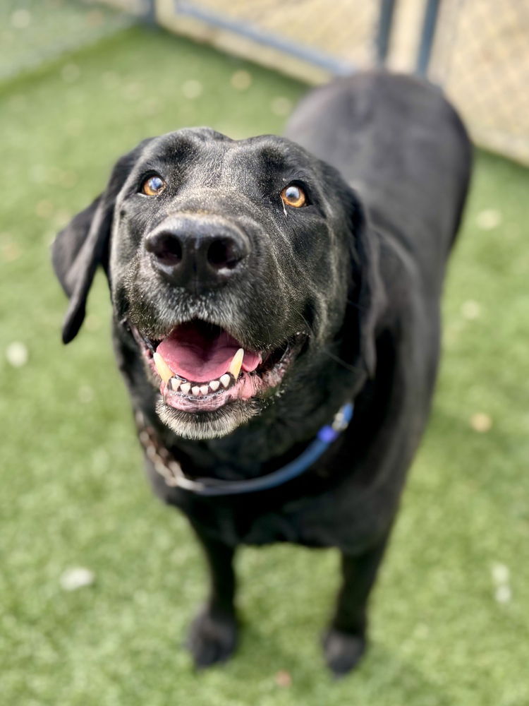 adoptable Dog in Broomfield, CO named Bolinas / Buster