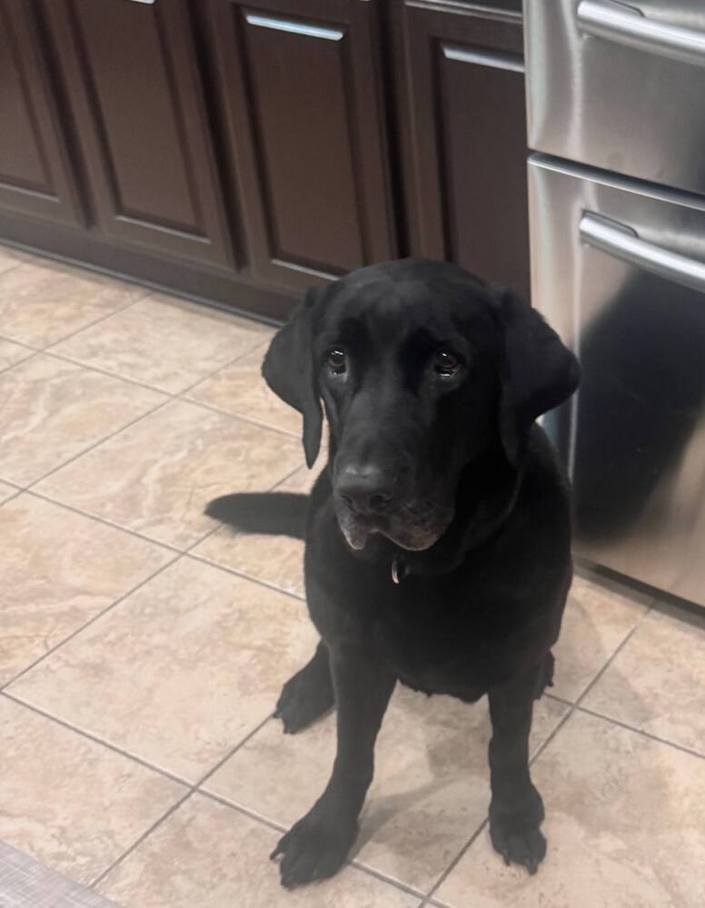adoptable Dog in Broomfield, CO named Bodfish / Bo