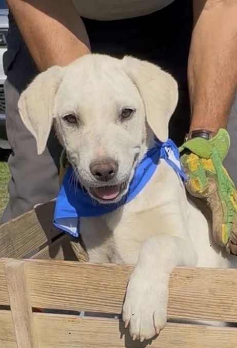 picture of the dog needing adoption