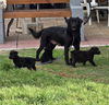 adoptable Dog in Broomfield, CO named Vernonia / Amber