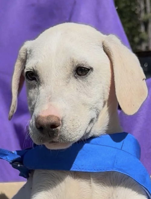 picture of the dog needing adoption