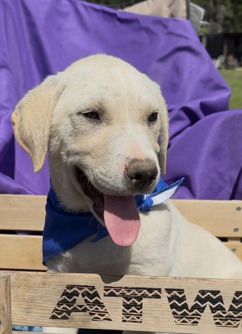 picture of the dog needing adoption