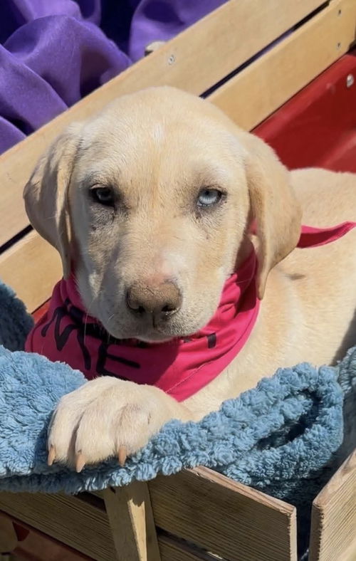 picture of the dog needing adoption