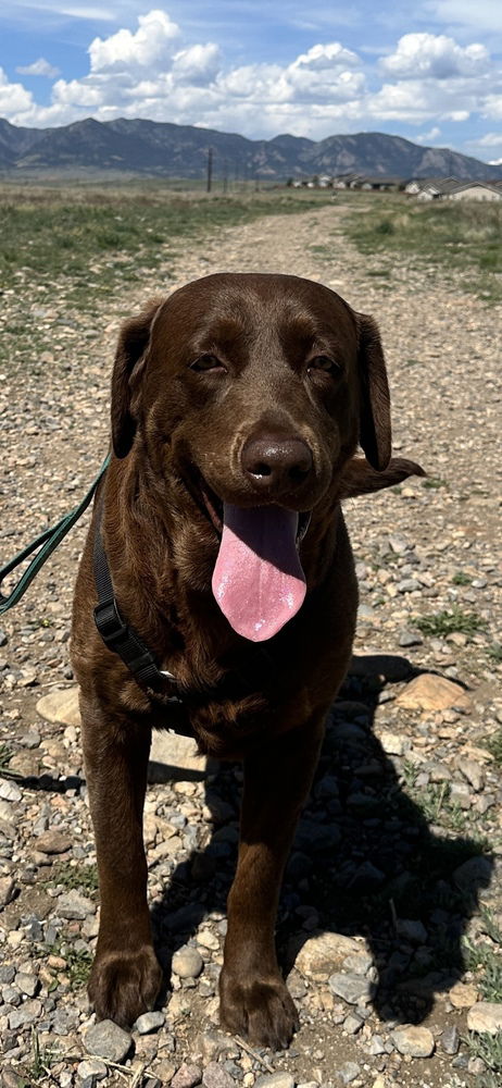 picture of the dog needing adoption