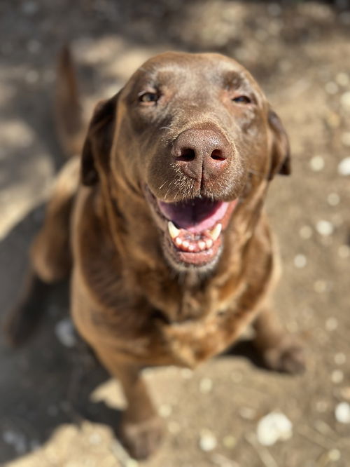 picture of the dog needing adoption