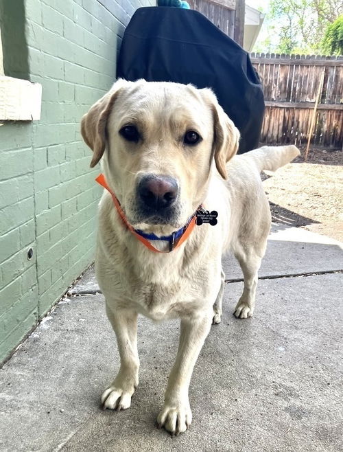 picture of the dog needing adoption