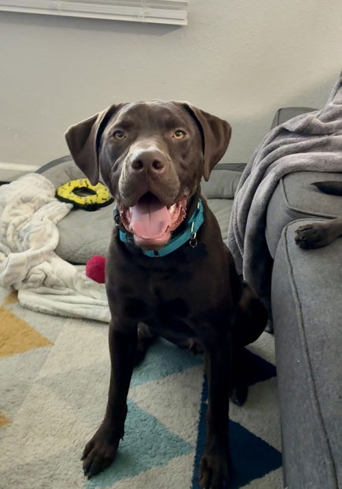 picture of the dog needing adoption