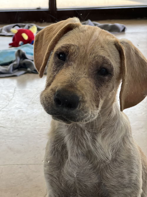 picture of the dog needing adoption