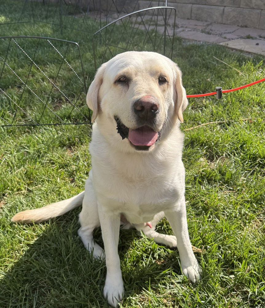 adoptable Dog in Broomfield, CO named Paisley / Walter