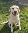 adoptable Dog in Broomfield, CO named Paisley / Walter