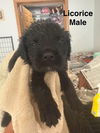 adoptable Dog in Broomfield, CO named Hollister Day / Licorice
