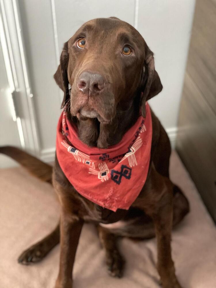 adoptable Dog in Broomfield, CO named LeHi / Dutchess