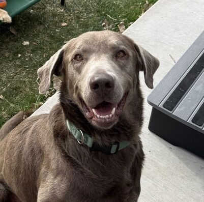 adoptable Dog in Broomfield, CO named Siletz / Silver / Townes